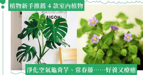 臥室淨化空氣植物|臥室適合種什麼植物？5款淨化空氣、助眠植物推薦 